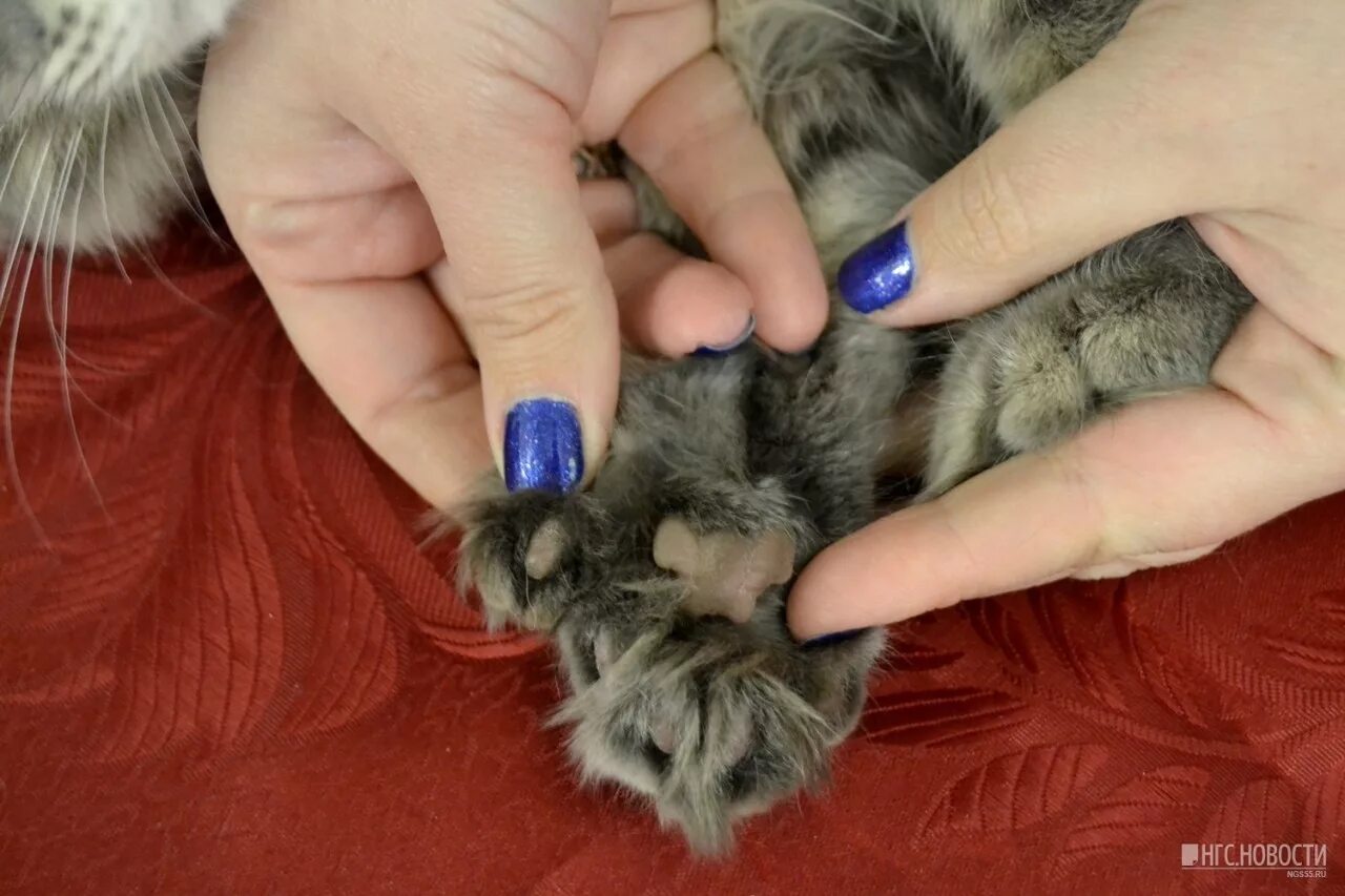 Сколько пальчиков у котика на лапке. Полидактилия у Мейн кунов. Мейн кун 6 пальцев. Полидактилия у кошек.