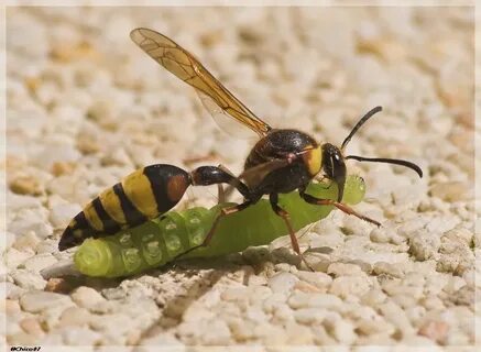 Other insects