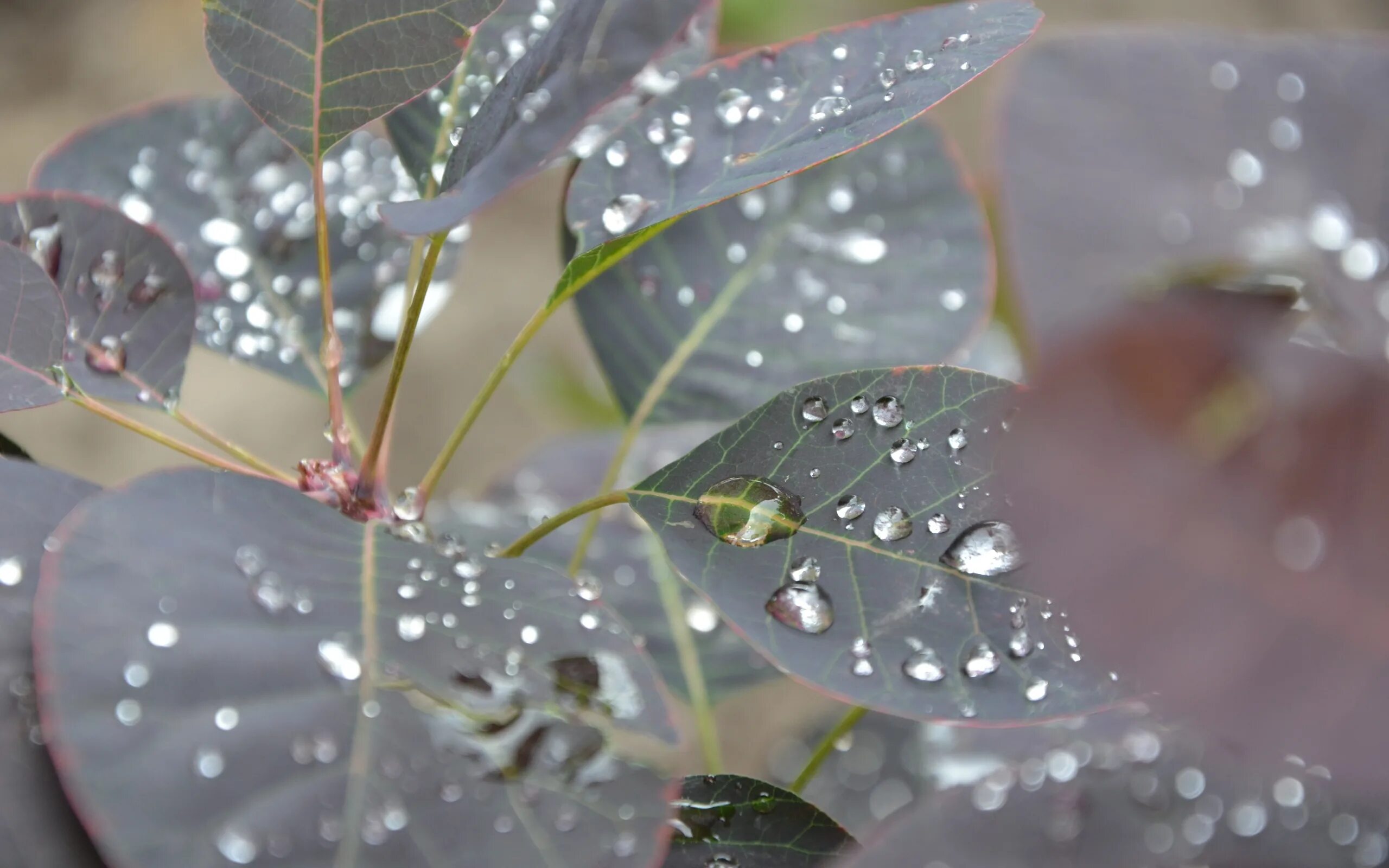 Капли дождя на деревьях. Капли дождя на листьях. Роса на цветах. Мокрые листья. Капли воды на листьях.