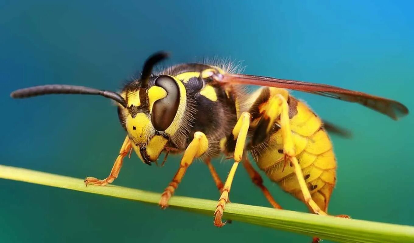 Окраска тела пчелы. Муха Оса. Комар пчела Оса Шершень комар. Тулупчатый Шмель. Муха Шмель Шершень.