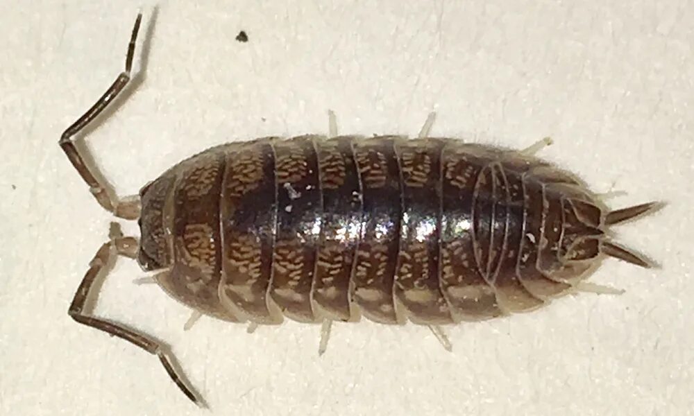 Мокрица это вредитель или нет. Жук мокрица броненосец. cylisticus convexus мокрица. мокрица-броненосец обыкновенная. мокрица панцирная.