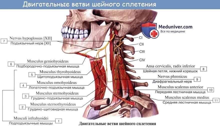 Где находится т. Мышечные ветви шейного сплетения. Шейное сплетение двигательные ветви анатомия. Шейная петля иннервирует мышцы.