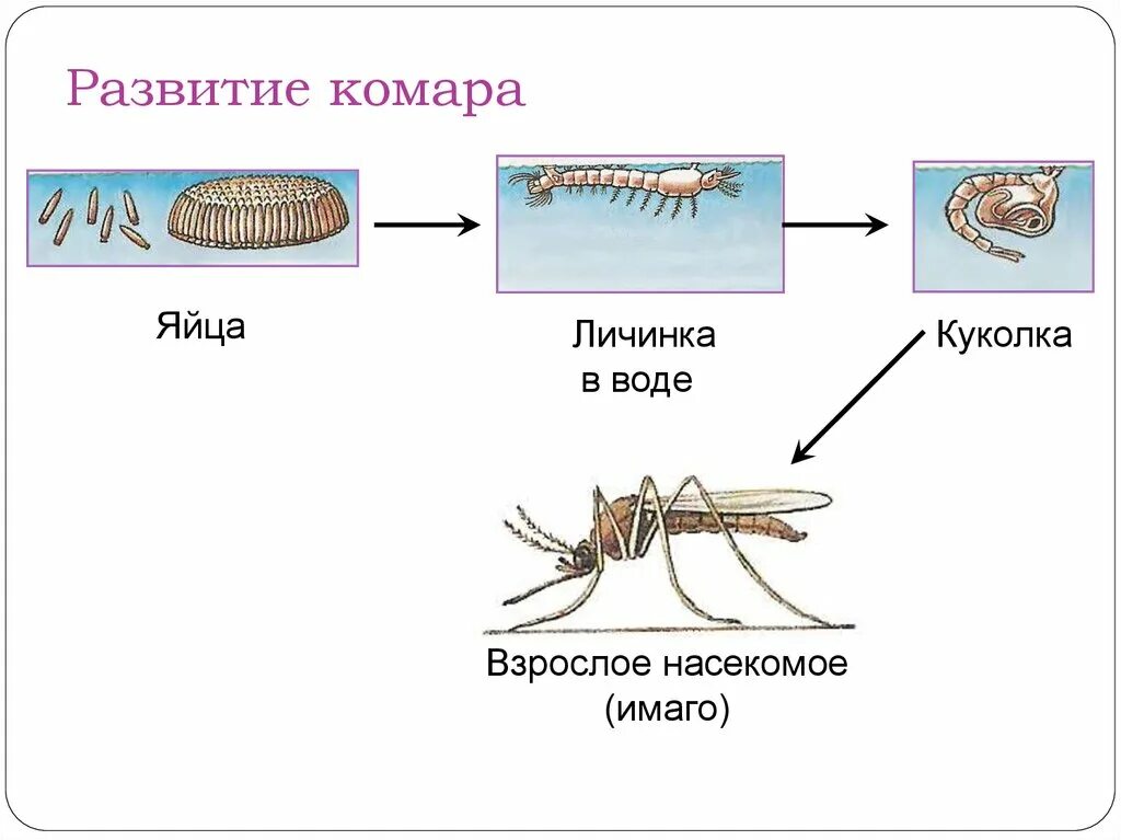 Стадии развития комара обыкновенного. Цикл развития комара схема. Стадии развития комаров. Развитие комара с полным превращением схема.