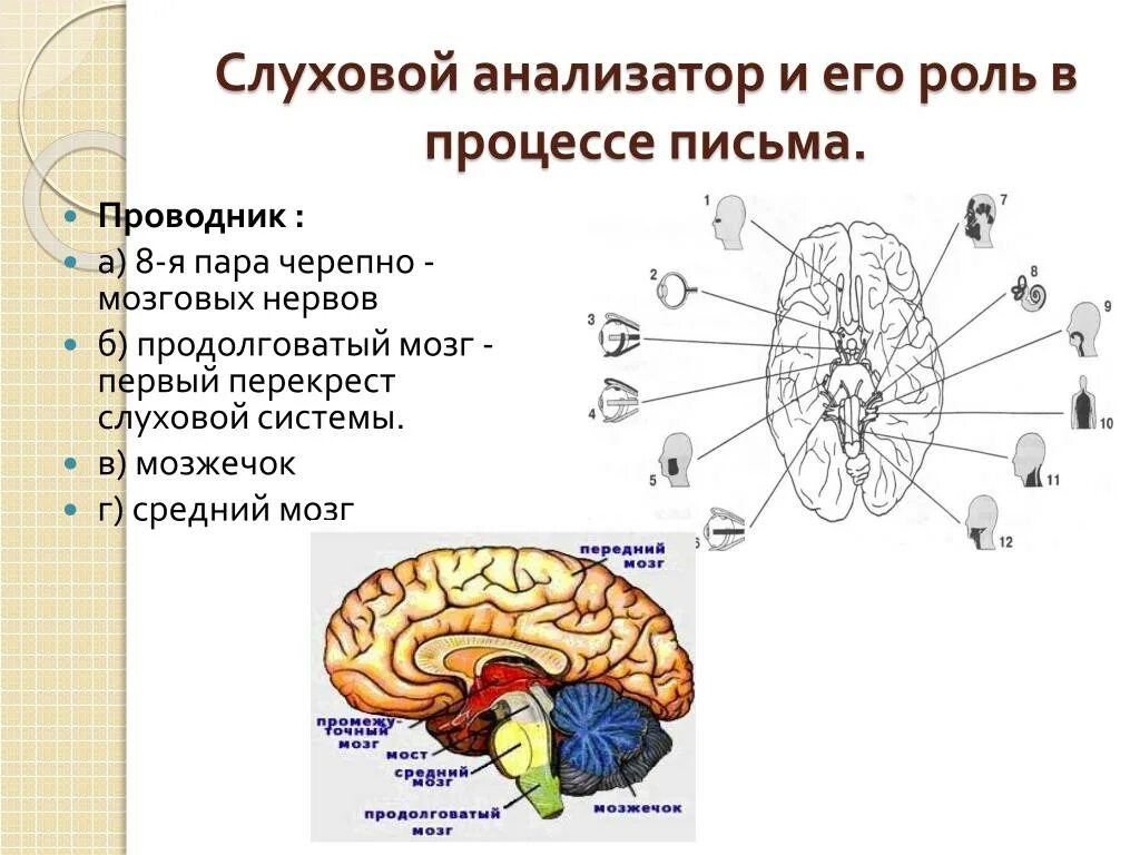 Продолговатый отдел слухового анализатора. Строение слухового анализатора мозг. Подкорковый центр слухового анализатора расположен в.