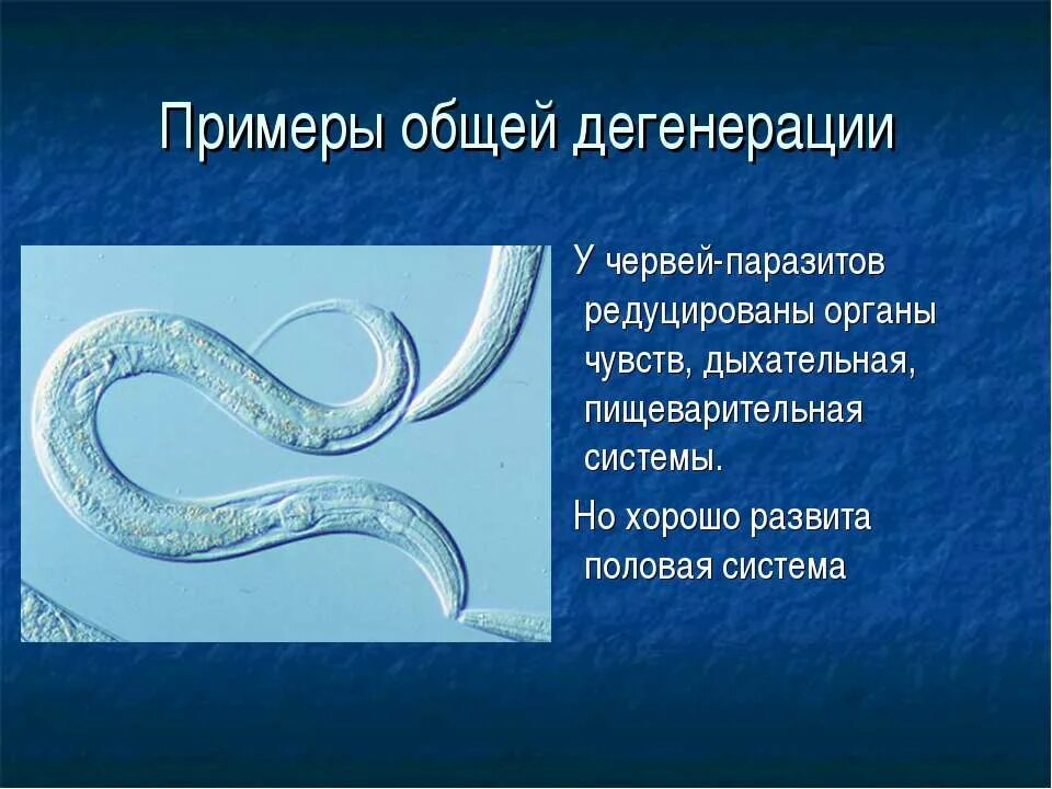 Редукция пищеварительной системы у червей паразитов. Общая дегенерация у многих видов паразитических червей привела к. Дегенерация паразитических червей. Общая дегенерация на примере паразитических червей.
