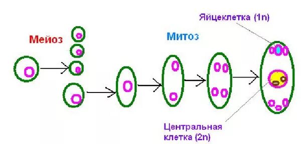 Гаметогенез цветковых. Гаметогенез у покрытосеменных растений. спорогенез и гаметогенез у растений схема. гаметогенез у цветковых растений схема. схема гаметогенеза покрытосеменных.