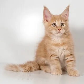 Стоить котенок