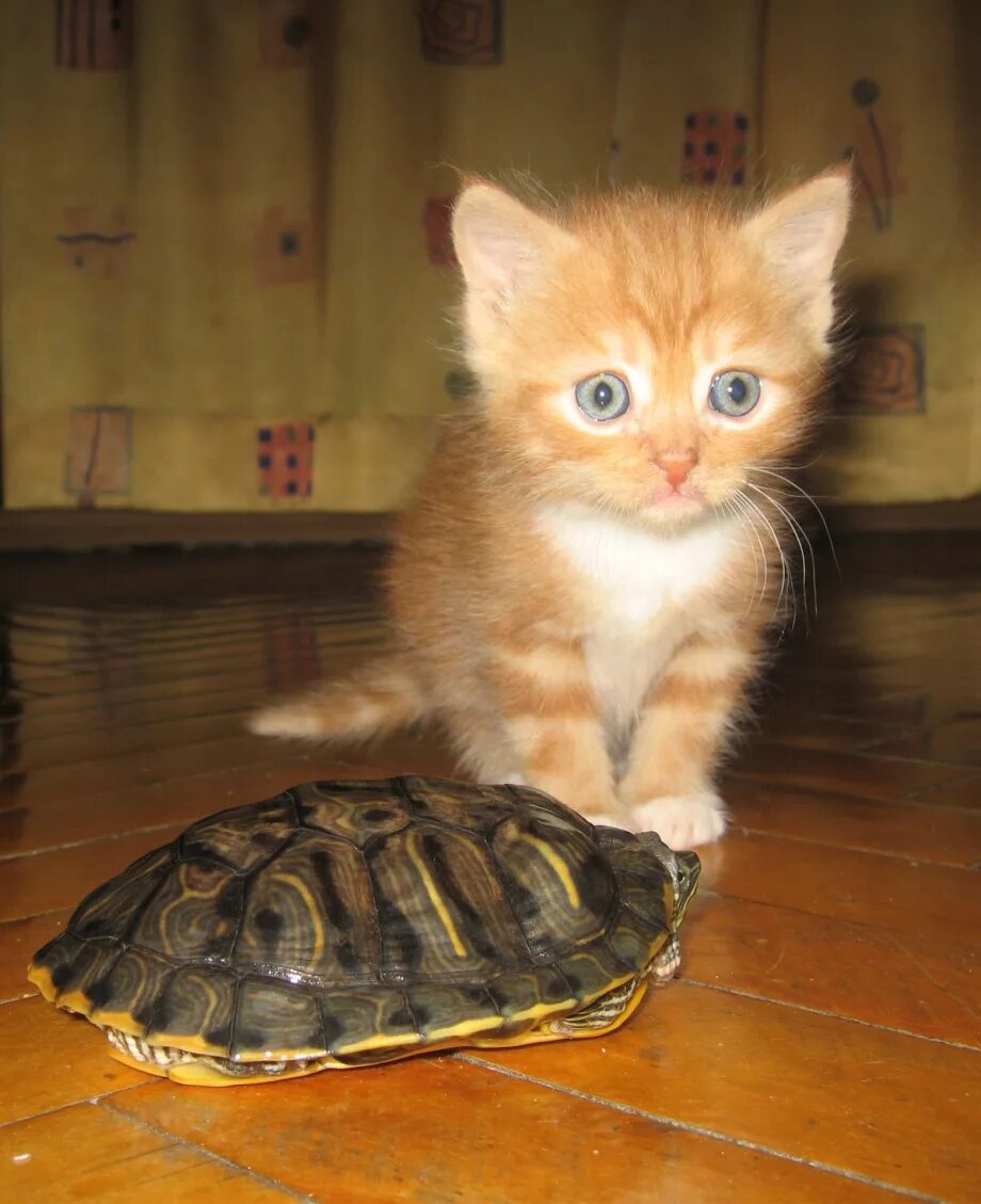 Пой вася пой. Котенка хочу котенка. Хочешь котенка покажу. Хочешь котенка покажу. Кошки занимаются.