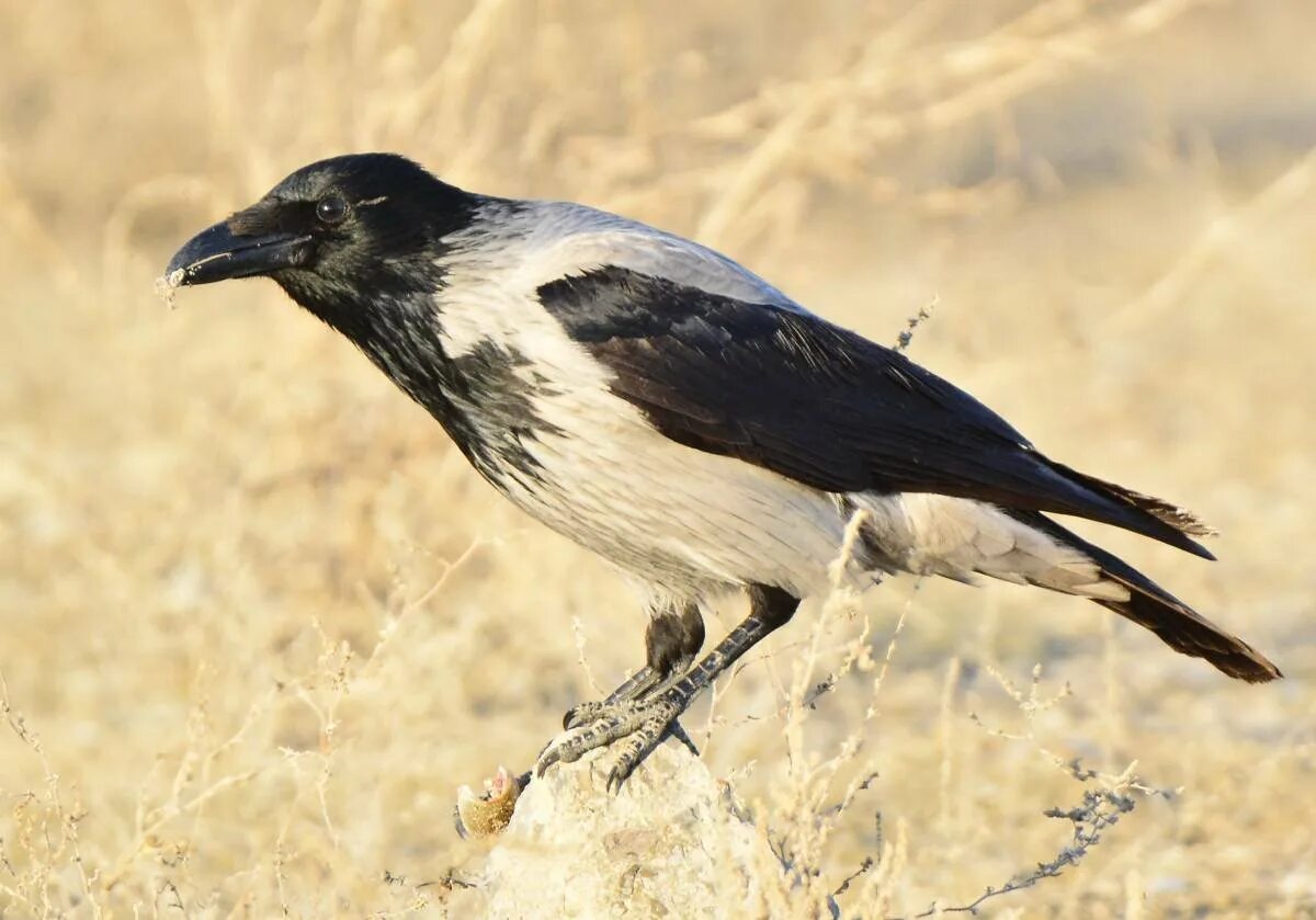 Серая ворона – Corvus cornix. Се́рая воро́на Corvus cornix. Корвус Корникс. Серая ворона каркает. Ала карга