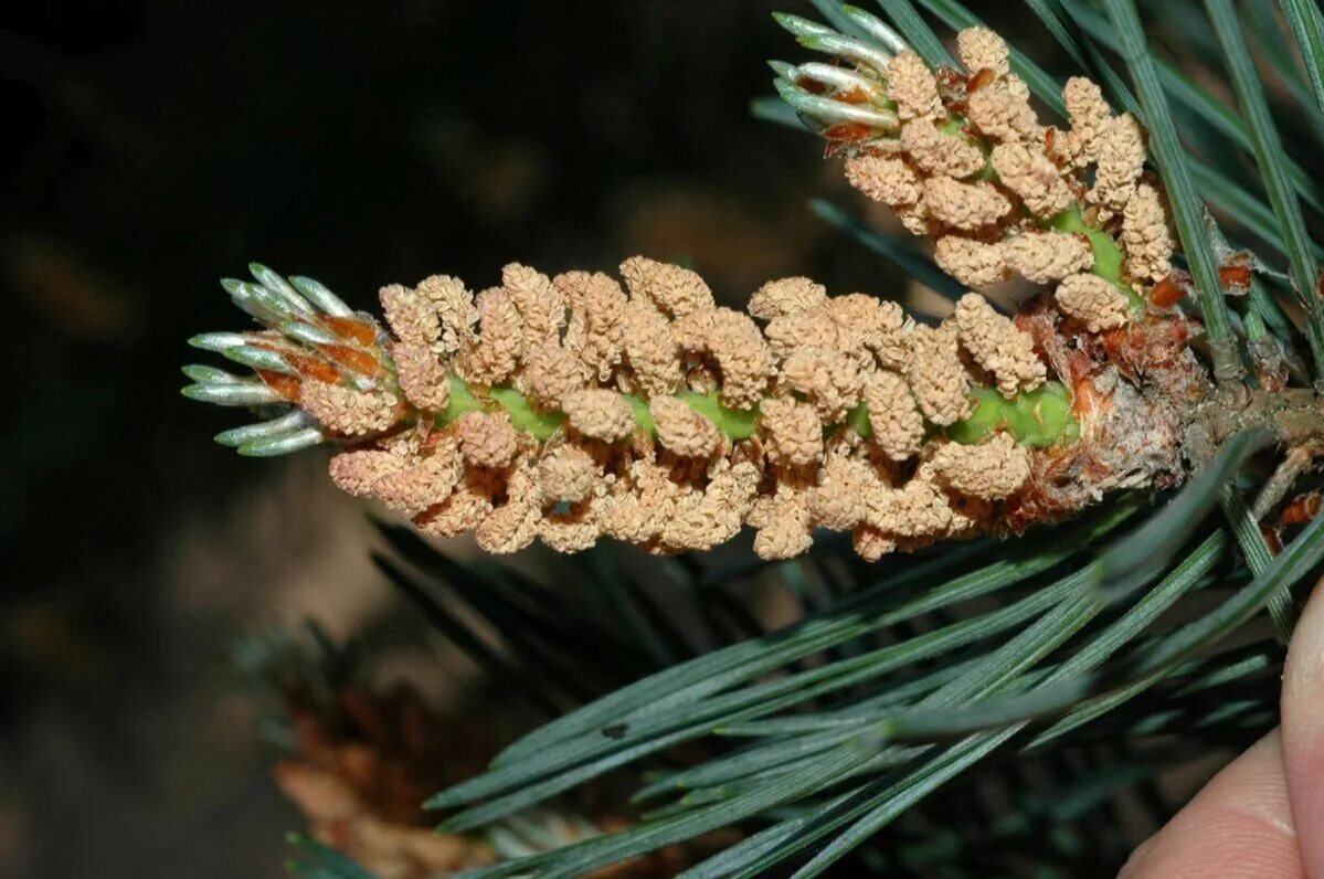 Pinus Sylvestris шишки. Сосновый вертун сосны обыкновенной. Пыльца шишки сосны обыкновенной. Pinus Sylvestris шишка. Приросты сосны