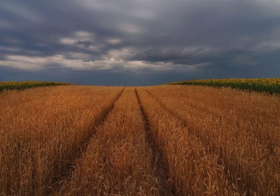 Поля в августе какие. Поле пшеницы сверху. Вид на поле. Поле пшеницы вид сверху. Пшеничное поле Противостояние.
