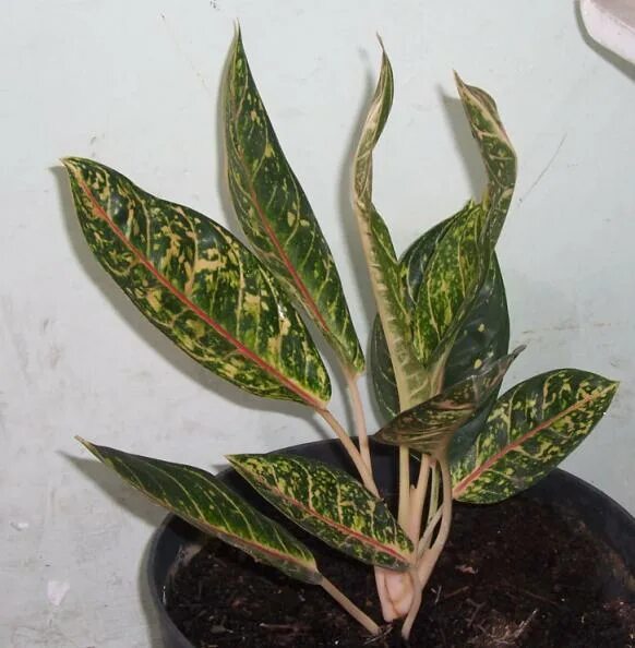 Аглаонема фест даймонд. Гниль аглаонемы. Аглаонема триколор пересадка. Как спасти аглаонему. Аглаонема крит.