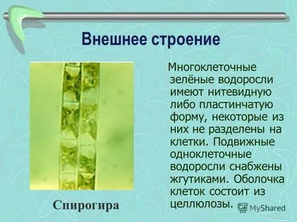 Улотрикс одноклеточные или многоклеточные