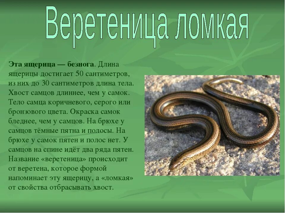 Опасна ли змея медянка