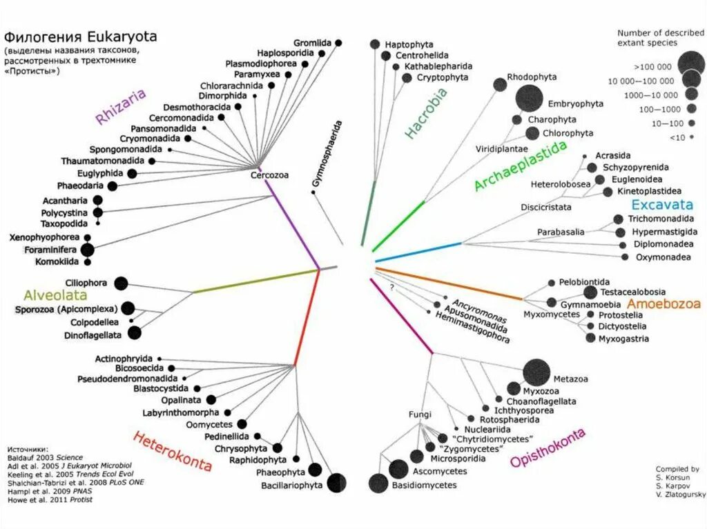 Филогенетические схемы эукариот. Современная систематика. Современная систематика эукариот. Филогенетическая систематика.