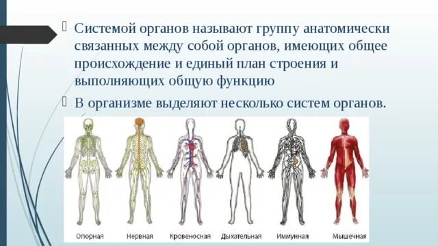 Системы органов человека состав и функции. Системы органов. Системы органов человека человека. Системы и системы органов. Название систем органов человека.