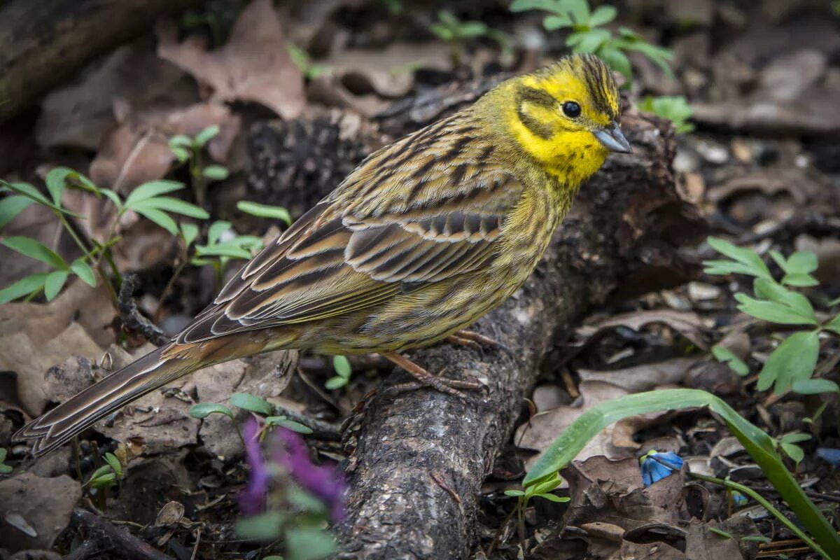 сальмонелла энтерика в вьюрок канареечный. вьюрок канареечный. европейский канареечный вьюрок. вьюрок канареечный. сальмонелла энтерика в вьюрок канареечный.