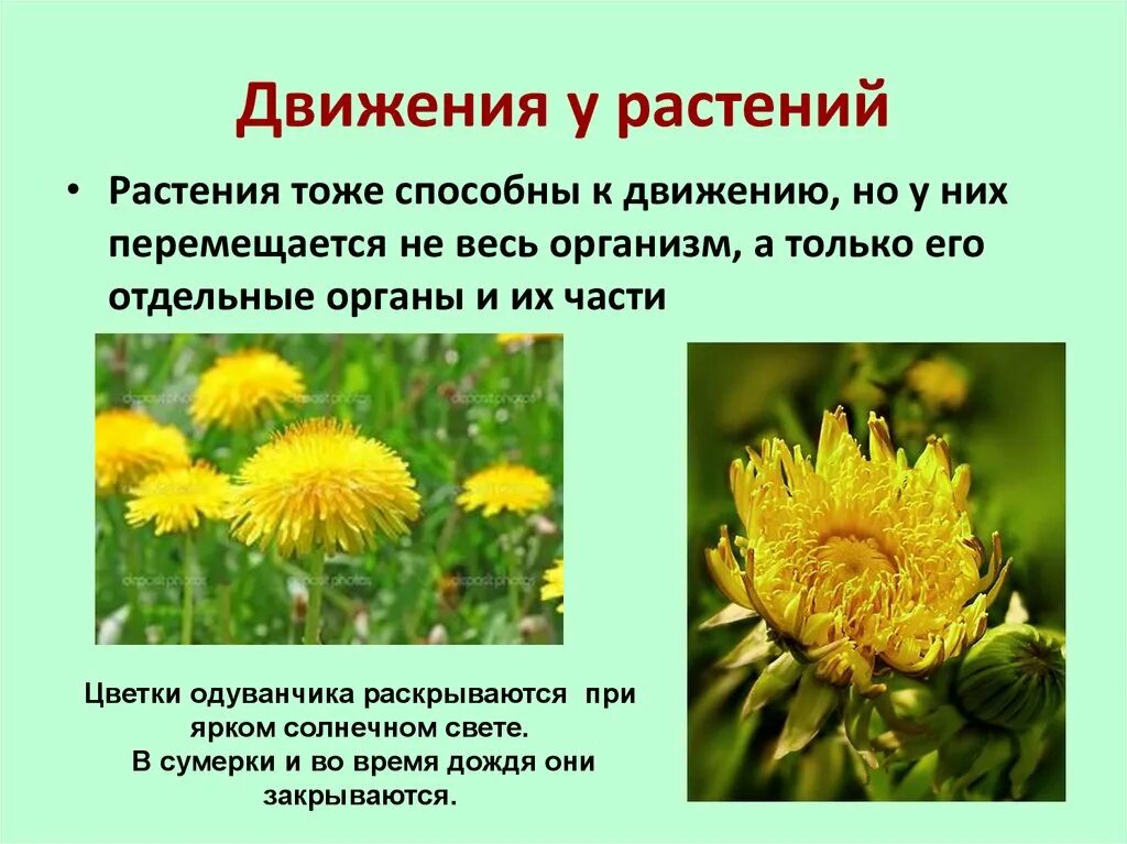 Движение растений. Способы передвижения растений. Движение растений 6 класс. Движение растений презентация. Не способна к движению