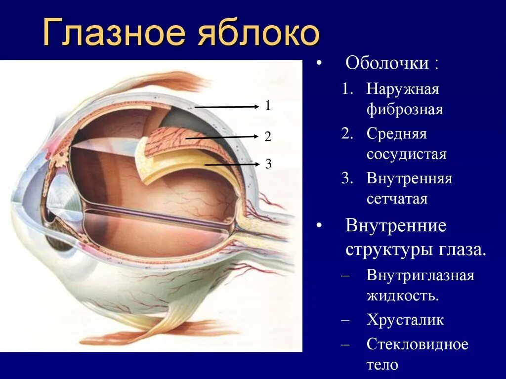 Строение глаза глазное яблоко