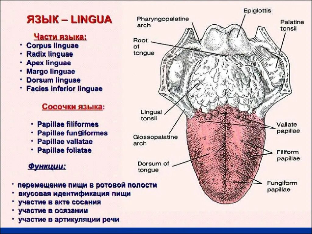 Части языка человека. Сосочки языка анатомия латынь. Строение языка человека схема. Человеческий язык анатомия.