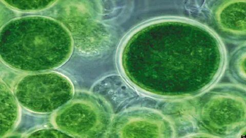 Сине зеленая водоросль 6
