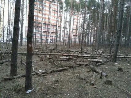 Северный лес 5