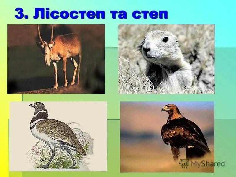 Адмирал в какой природной зоне обитает. Природные зоны Вьетнама. Птицы разных природных зон. Дрофа Мак природная зона обитания. Дрофа в какой природной зоне.