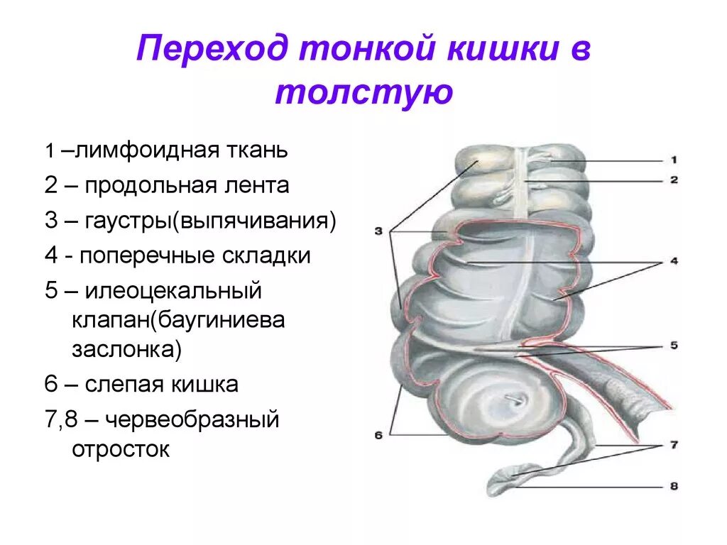 Каким номером на рисунке обозначена прямая кишка. Слепая кишка илеоцекального клапана. Толстая кишка илеоцекальный клапан. Илеоцекальный клапан баугиниева заслонка. Баугиниева заслонка анатомия.