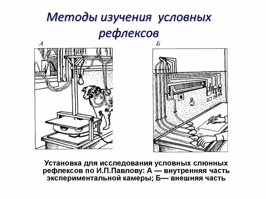 Методики изучения условных рефлексов. Методы изучения условных рефлексов Павлов. Метод узловых рефлексов. Метод условных рефлексов Павлова. Методики изучения поведения