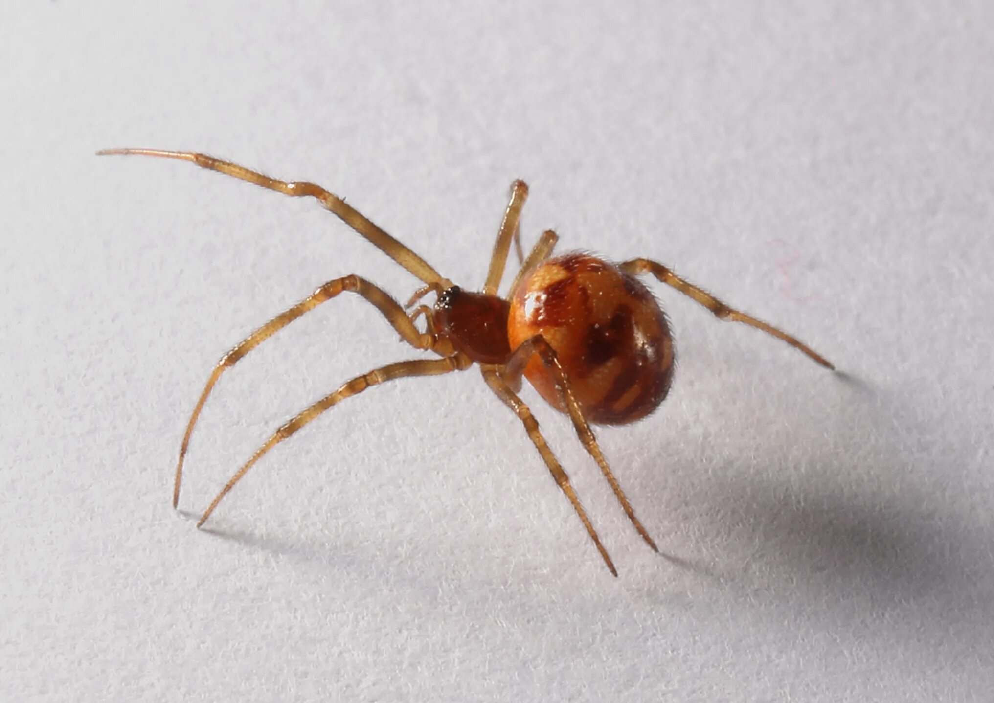 Стеатода крупная. Steatoda Nobilis паук. Steatoda triangulosa паук. Ложный Каракурт стеатода Гросса. Steatoda Nobilis паук чёрный.