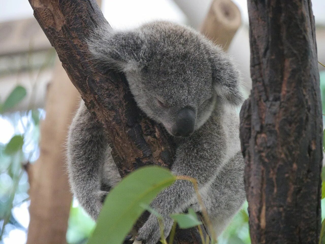 Коала. Коала в Австралии. Когти коалы. Коала хвост.