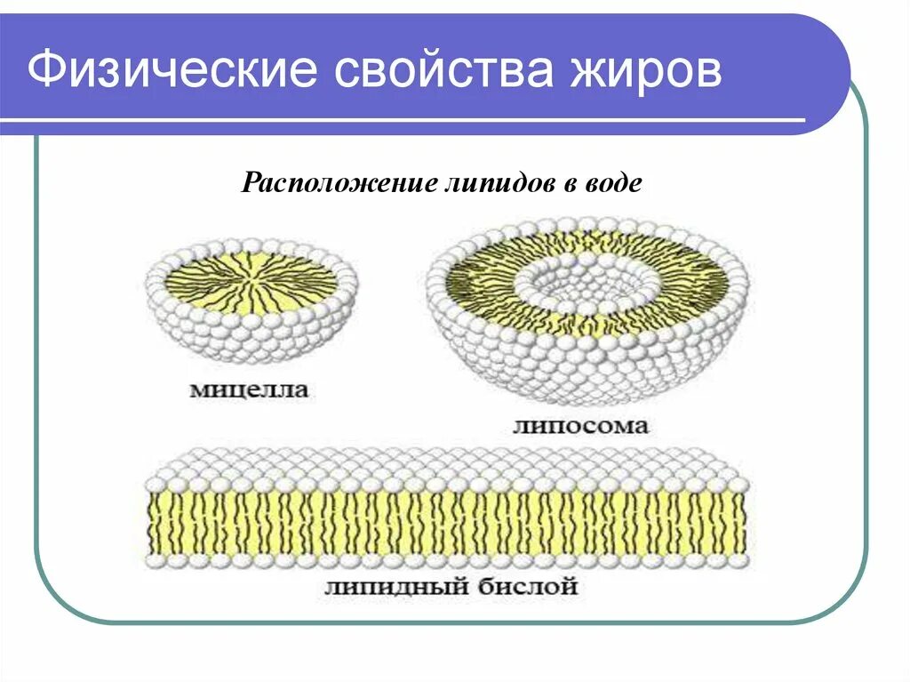 Липиды можно растворить в ацетоне воде. Мицеллы биохимия липиды. строение мицеллы биохимия. липидные мицеллы бислои липосомы. образование мицелл липидами.