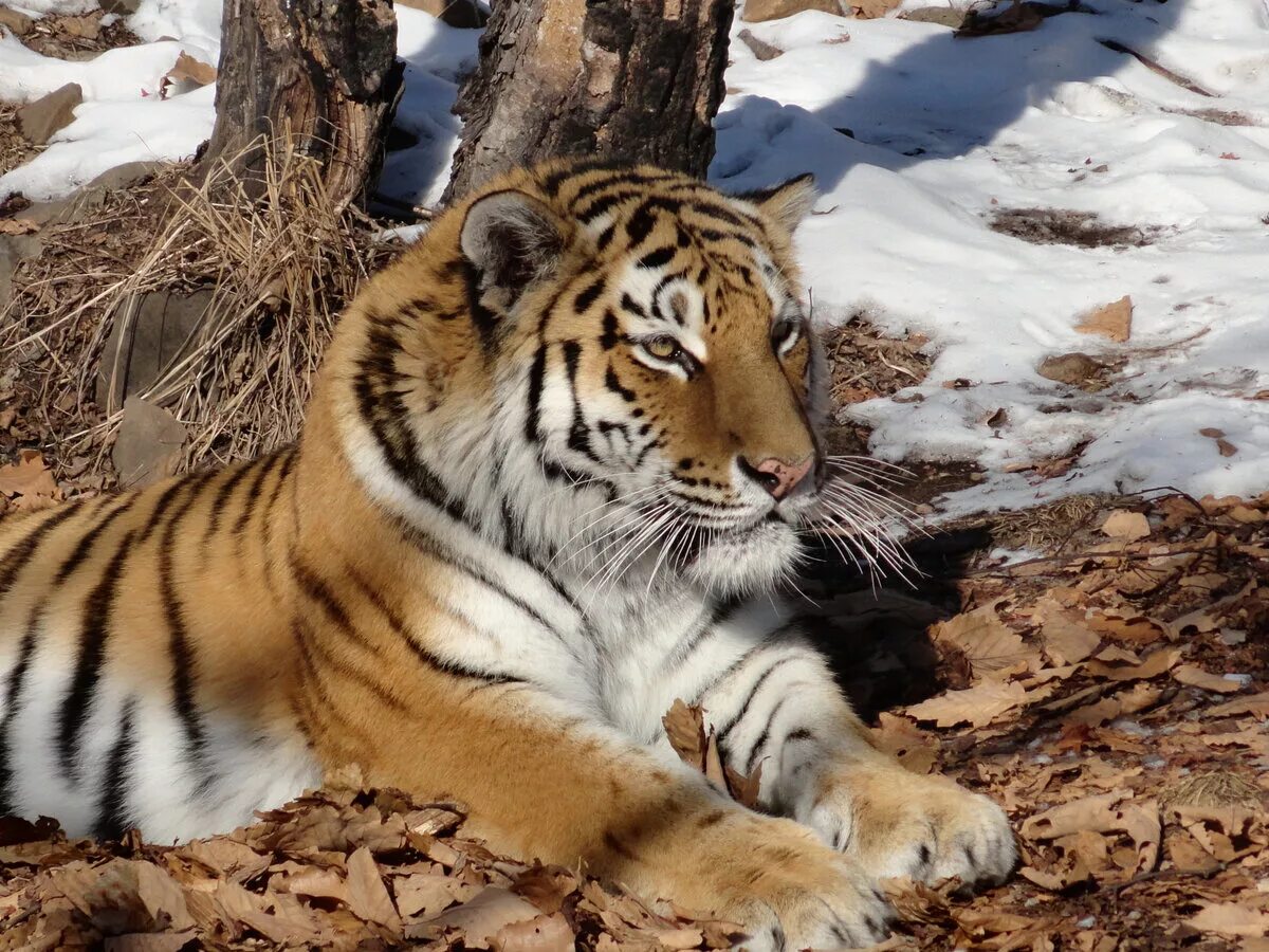 Уссурийский тигр Приморский край. Амурский тигр в тайге. Уссурийская Тайга Амурский тигр. Уссурийский тигр тигр.