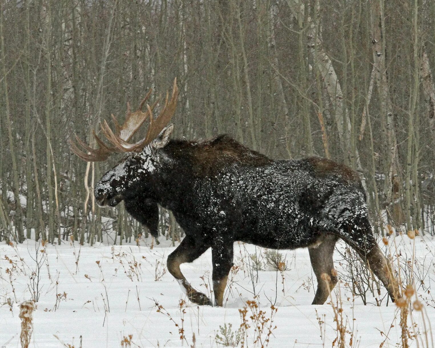 лось по снегу зимой. лось в снегу. лось в зимнем лесу. лежка лося. лось мурманской области.