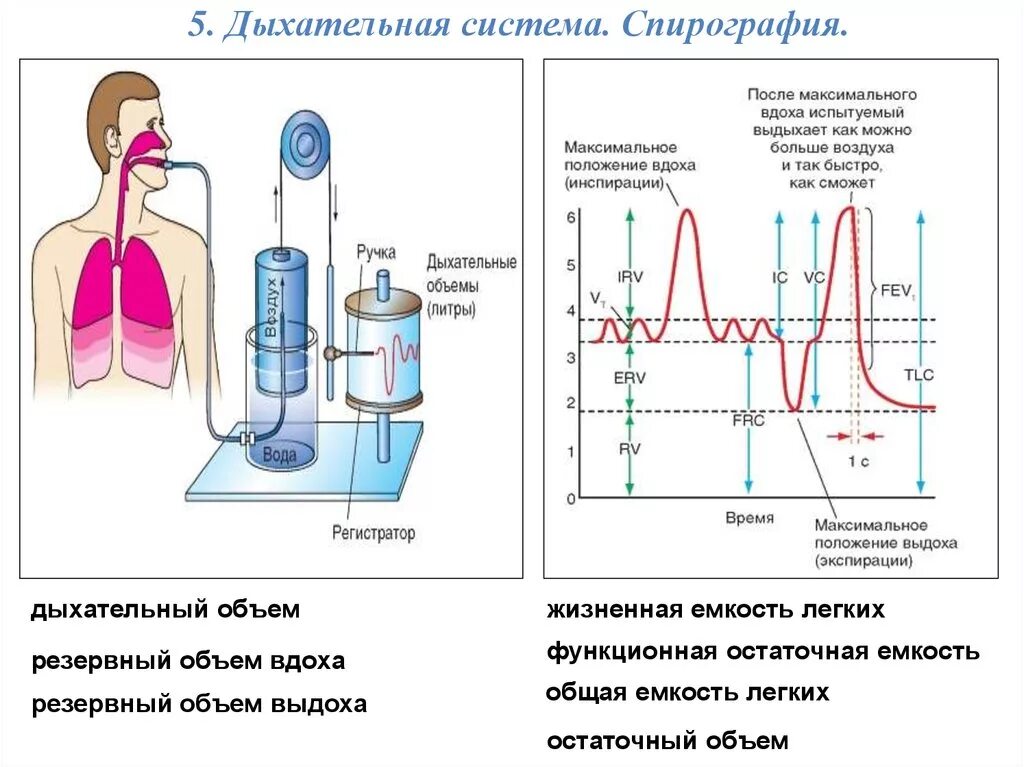 Дыхательные объемы физиология. Спирометрия легких. Особенности строения органов дыхания. Общая емкость легких состоит. Спирометр жизненная емкость легких.