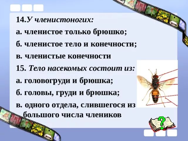 19 пар членистых конечностей. Тело членистоногих состоит из. Тело насекомых состоит из головогруди и брюшка. У членистоногих членистое. Тело состоит из головогруди и членистого брюшка.