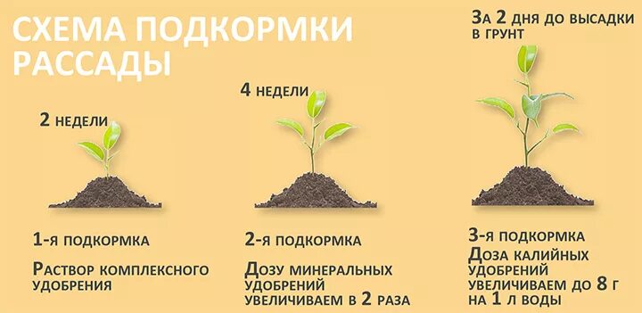 Сколько раз в неделю нужно поливать рассаду. Схема удобрения рассады томатов. Схема удобрения рассады перца. Таблица подкормок рассады. Подкормка перцев рассады таблица.