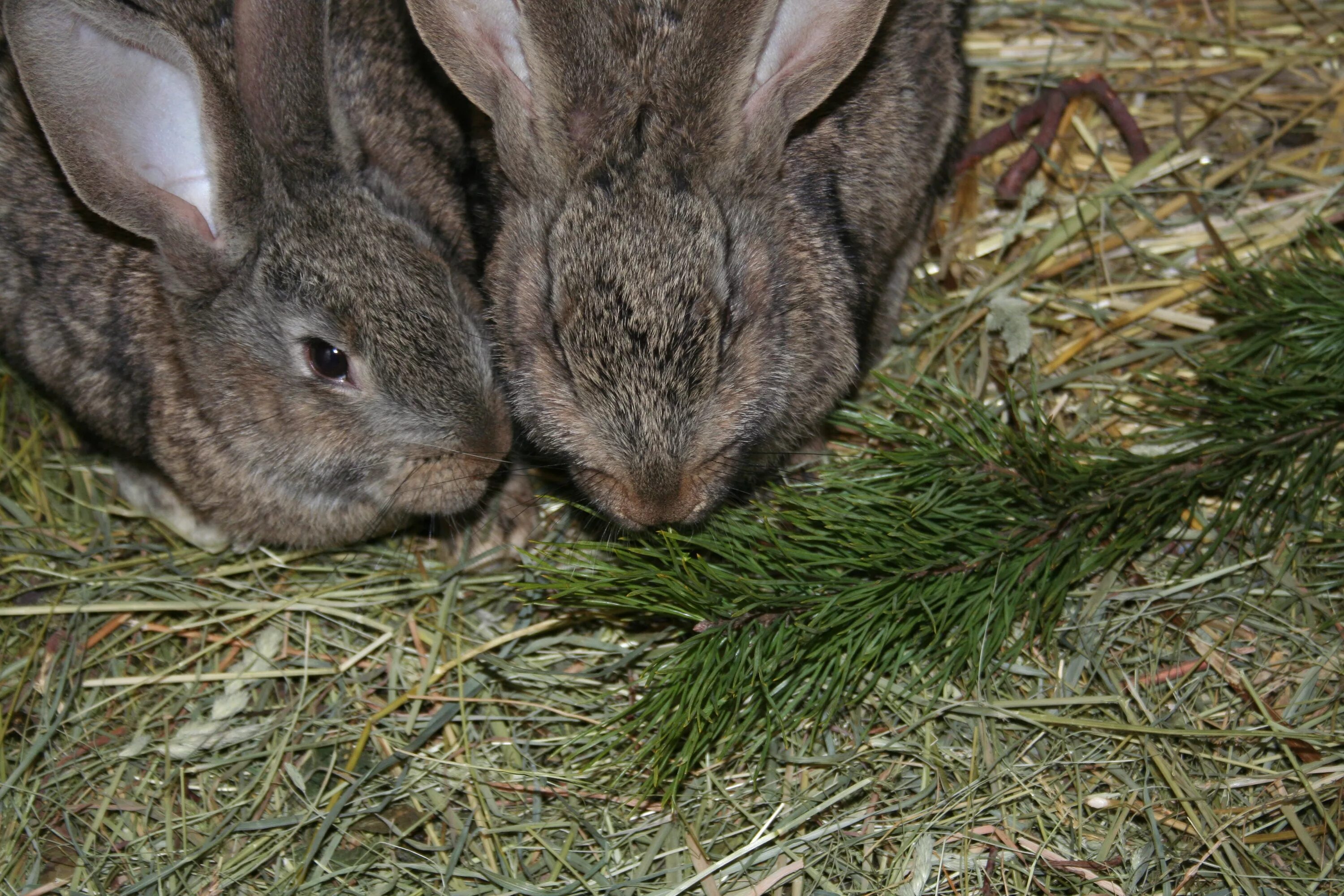 Кроликам можно клубнику. Кормовой кролик. Кормление кроликов. Крольчата кормовых кроликов. Сочные корма для кроликов.