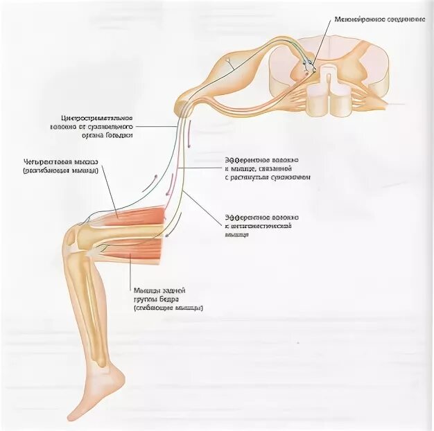 Рефлекс от сухожильного аппарата. Рефлекс от сухожильного аппарата схема. Рефлекс растяжения мышцы. Рефлексы мышечной системы.