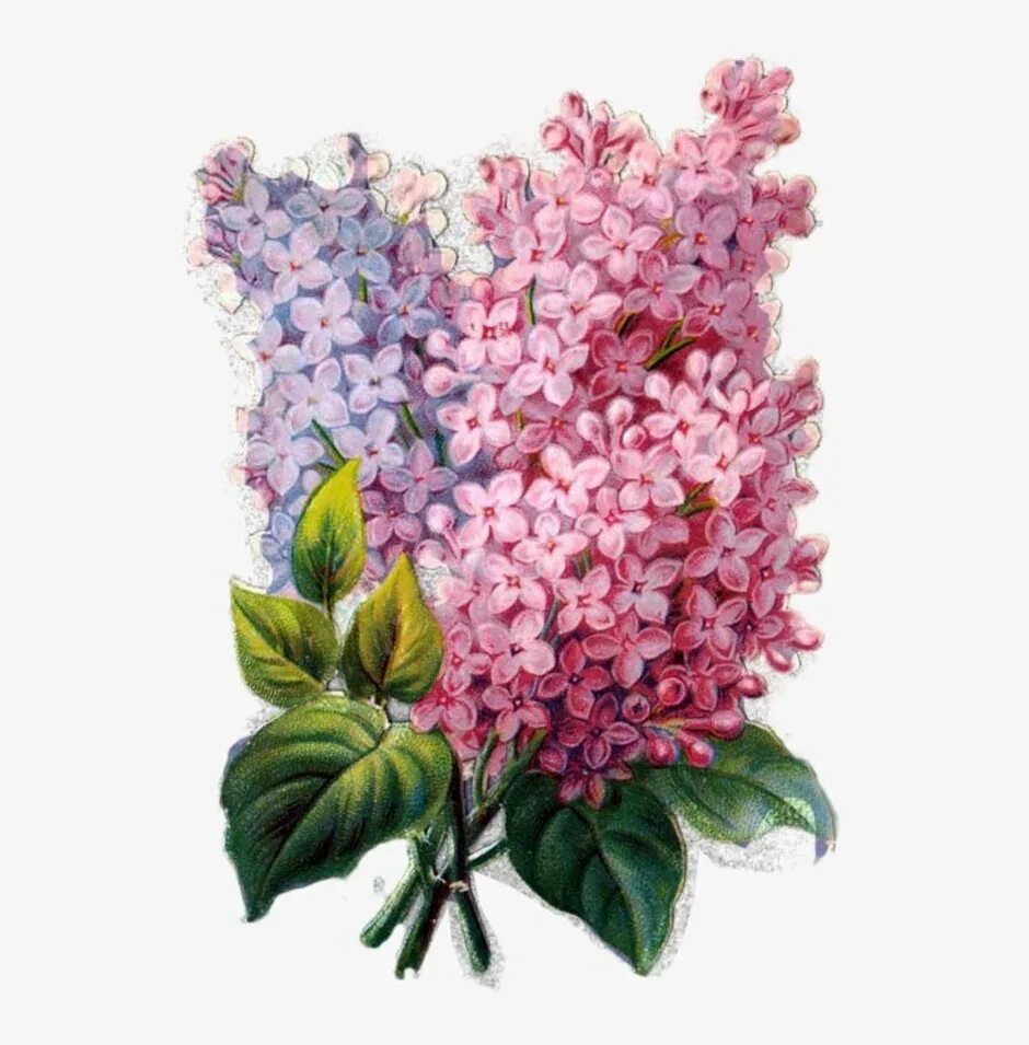 Сирень карандашом. Нарисовать рисунок сирень. Сирень рисунок. Сирень карандашом. Веточка сирени.