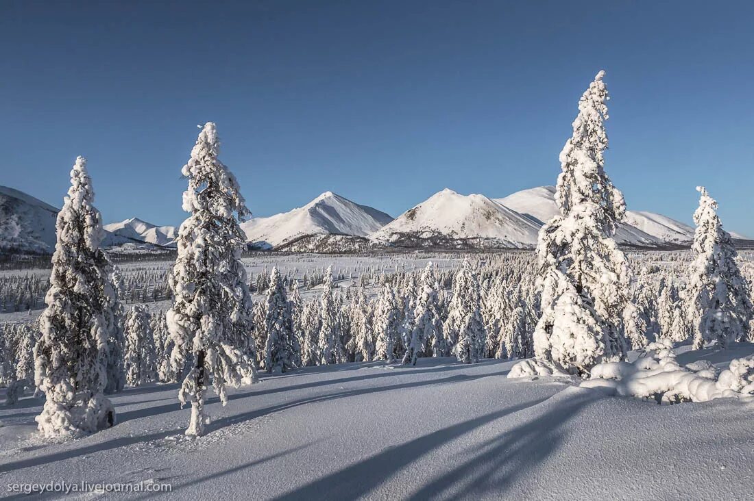 Якутия зимой. Якутия Оймякон лес. Зима в Якутии. Якутия природа зима. Оймякон природа зимой.