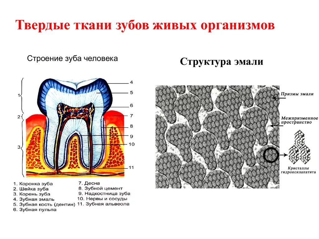 'Троение эмаль зуба строение. Строение твердых тканей зуба. Функции тканей зубов