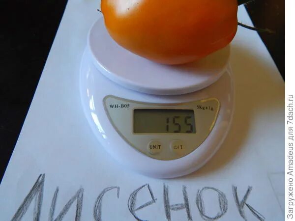 Сколько гр помидор. 100 Грамм помидора. Вес помидора среднего. Помидор вес 1 шт. Вес одного среднего помидора.