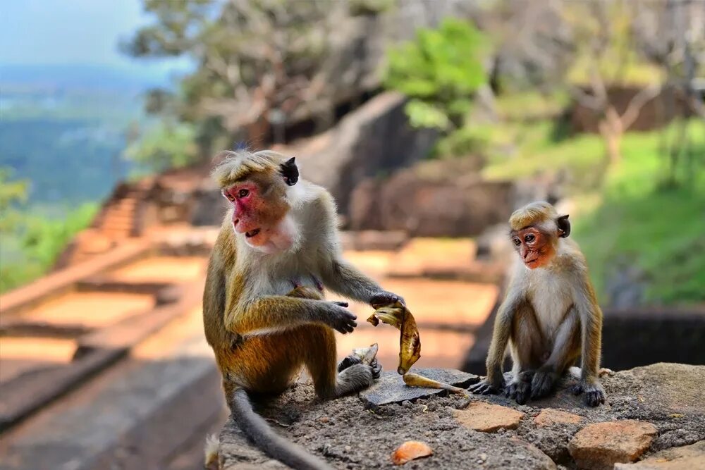 Шри ланка обезьяны. Суматранский лангур. Шри ланка обезьяны. Пурпурнолицие лангуры. Гора обезьян шри ланка.