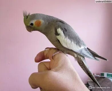 Как научить попугая кореллу