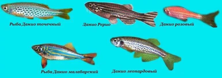 Данио аквариумные рыбки самец и самка. Данио рерио беременные рыбки. Данио рыбки самец и самка отличия. Данио рерио самец и самка.