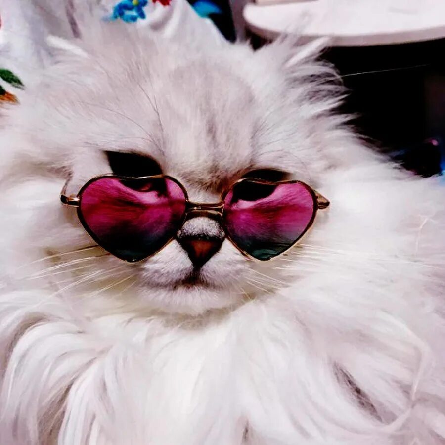 Кот в очках. Кот в розовых очках. Котик с очками. Белая кошка в розовых очках. Авы кис