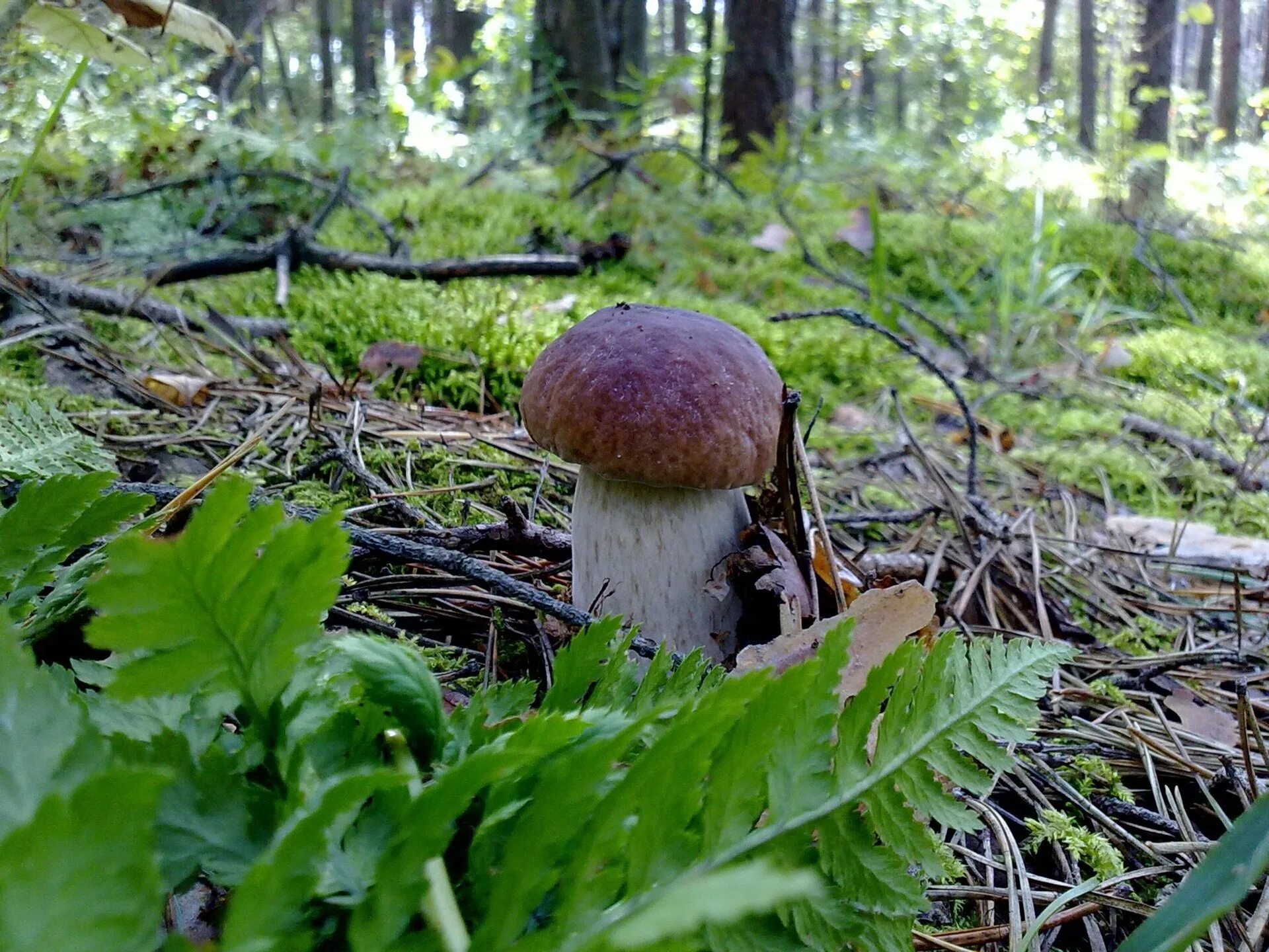 лесные опята. поляна белых грибов. где найти грибы в лесу. подсосенки грибы. грибы в лесу.