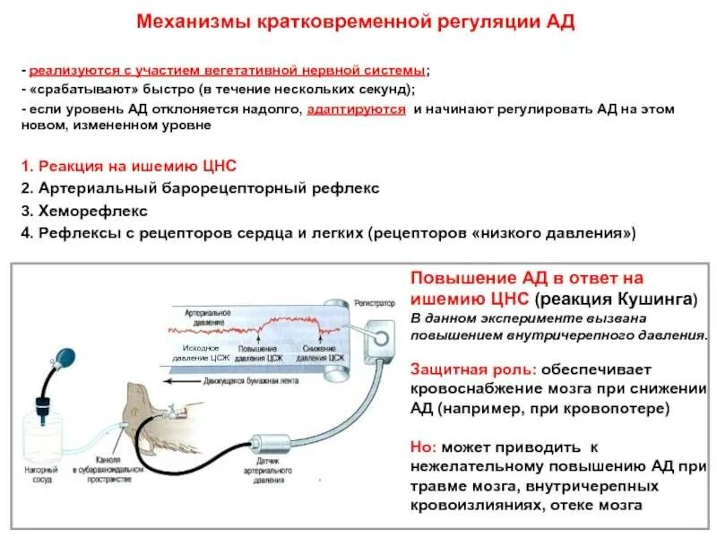 Механизм повышения артериального давления. Нарушение регуляции артериального давления. Механизмы регуляции артериального давления. Физиологические механизмы регуляции артериального давления. Центр регуляции кровяного давления