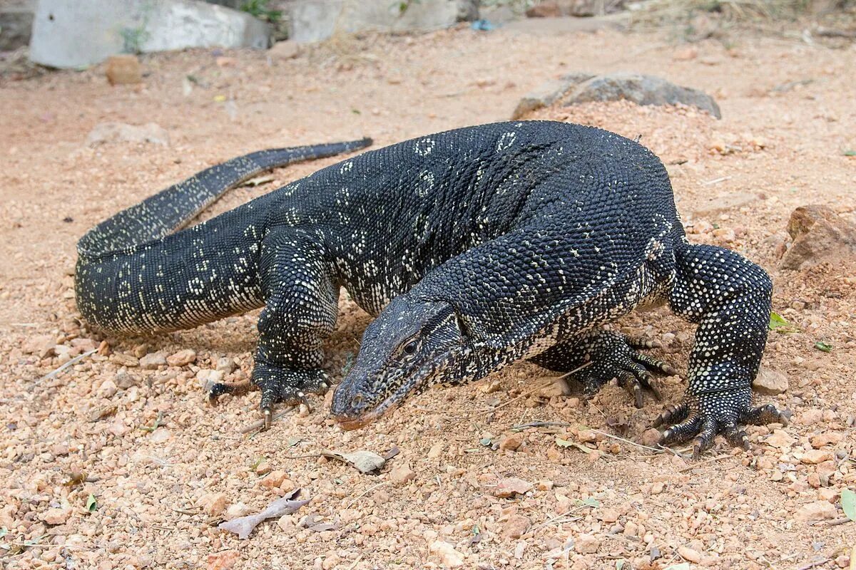 Big lizard